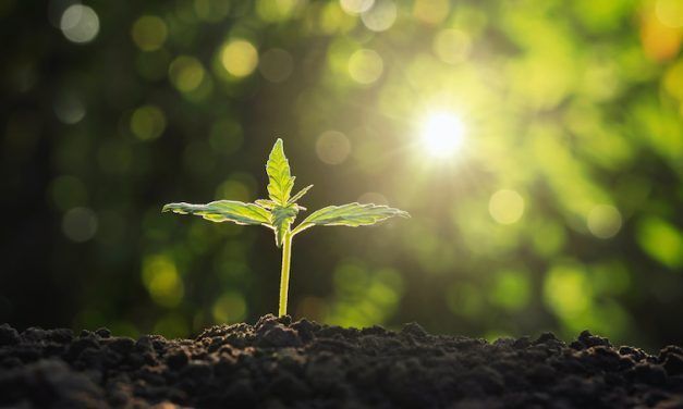 En qué consiste la fase vegetativa de las plantas de marihuana