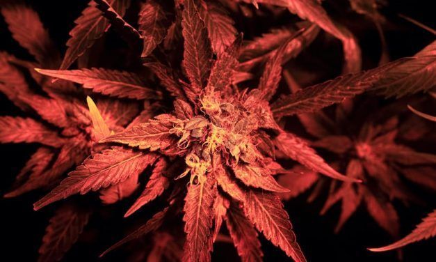 Todo lo que debes conocer sobre la marihuana morada o roja