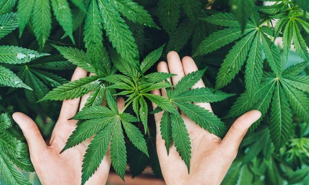Qué se puede hacer con la hoja de maría