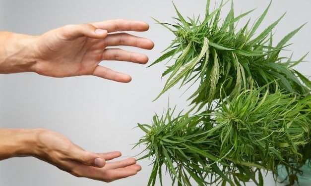 Cuándo cortar la marihuana: aprende a elegir el mejor momento