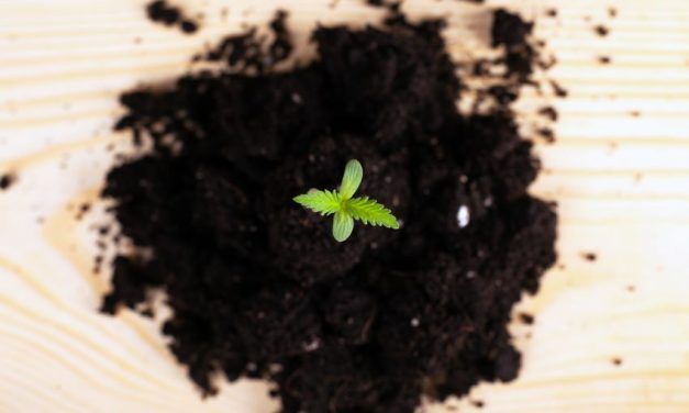Cómo saber si una semilla de marihuana sirve