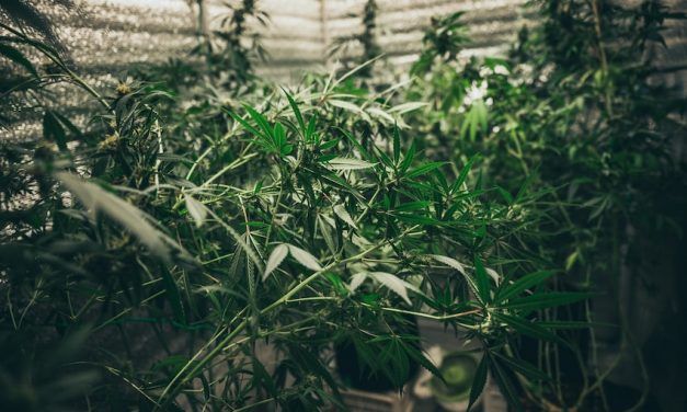 Cómo controlar la ventilación del cultivo de marihuana en interior
