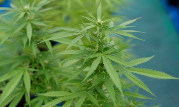 Cómo funcionan los aislantes térmicos en el cultivo de la marihuana