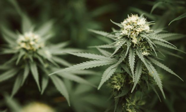 Orugas en las plantas de marihuana: cómo deshacerte de ellas