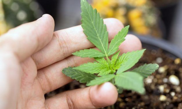 Para qué sirve el guano de murciélago en el cultivo de marihuana