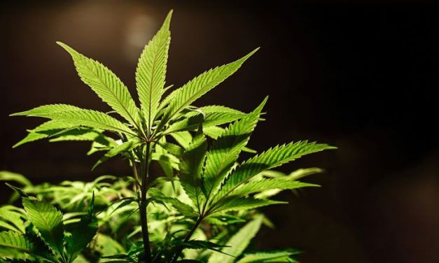 Hojas amarillas en la marihuana: ¿por qué aparecen y cómo resolverlo?