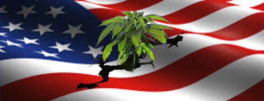 Americanas Marihuana americana