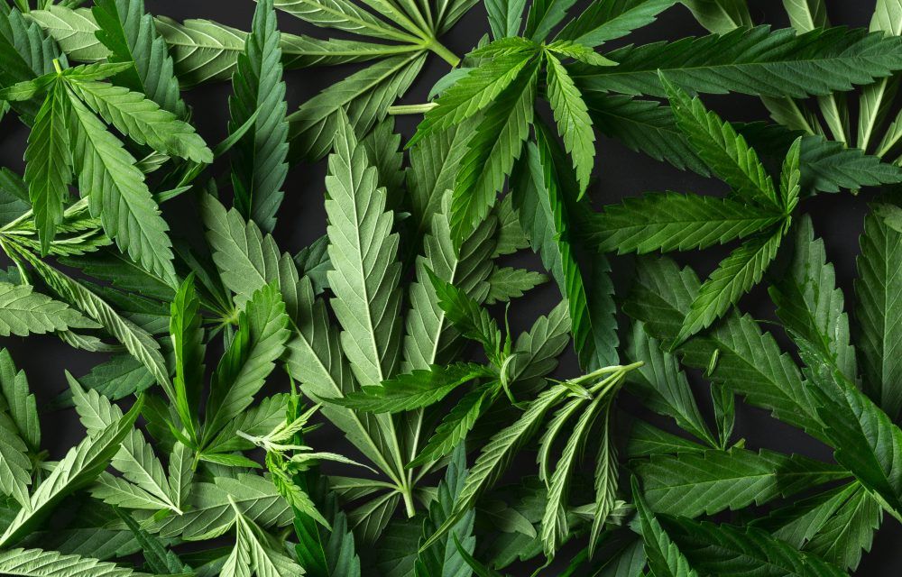 Cuál es la cantidad de marihuana considerada de consumo propio